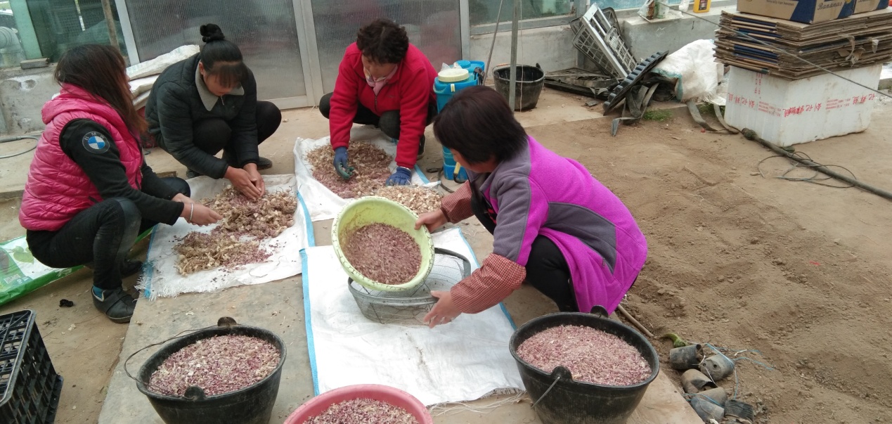 大蒜选种分瓣11-16 (1).jpg