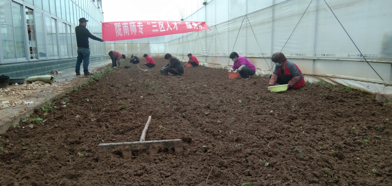 大蒜种质提升覆膜栽培11-5 (5).jpg